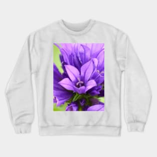 Campanula glomerata  Clustered bellflower Crewneck Sweatshirt